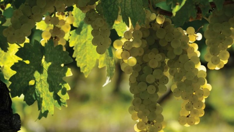 Quels cépages français et kouban sont utilisés pour faire du cognac