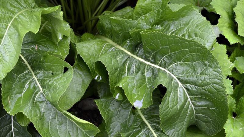 طرق استخدام أوراق الفجل الحار وفوائدها الصحية والجمالية