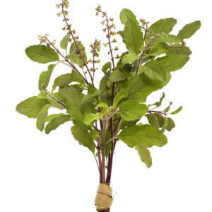 Basilic de couleur fine - utilisations et avantages