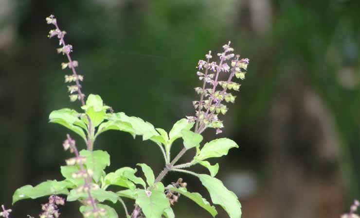 Basilic de couleur fine - utilisations et avantages
