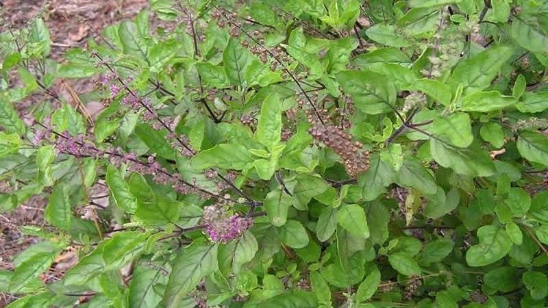 Basilic de couleur fine - utilisations et avantages