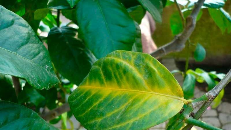 Que faire si les feuilles de citron tombent