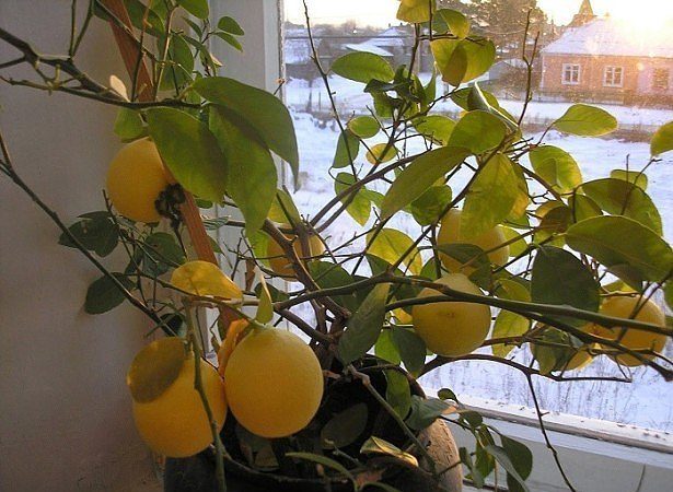 Que faire si les feuilles de citron tombent