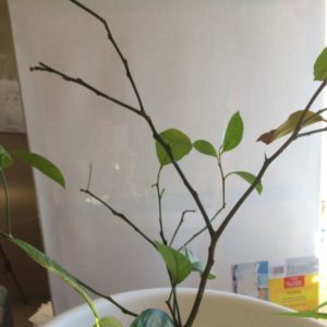 Que faire si les feuilles de citron tombent