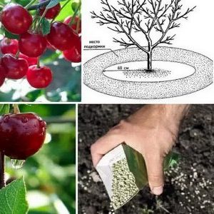 Variété de cerises précoces à haut rendement Malyshka