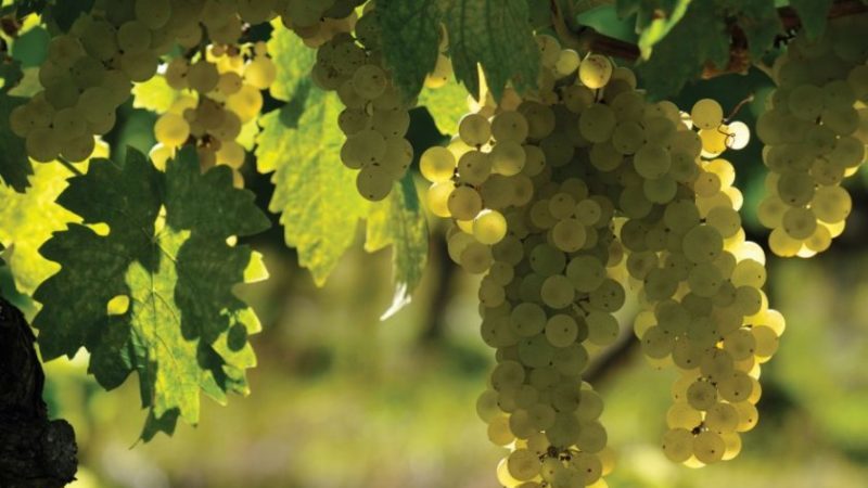 Quels cépages français et kouban sont utilisés pour faire du cognac