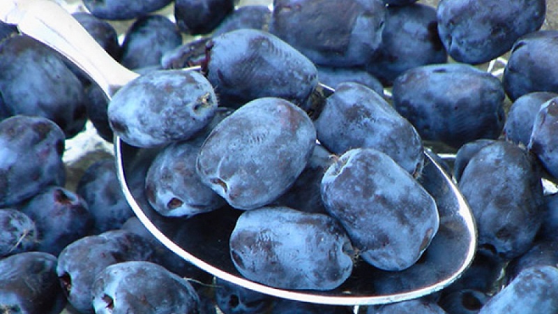 Les meilleures variétés de chèvrefeuille pour la région de Leningrad et recommandations pour choisir la bonne