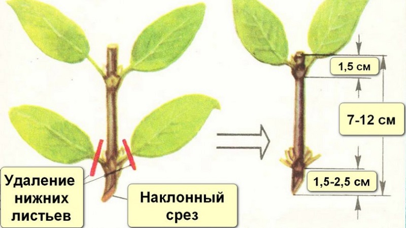 Variété de chèvrefeuille résistante au froid Myrtille aux fruits aigres-douces