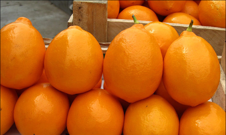 Citron ouzbek - différences et caractéristiques de la culture