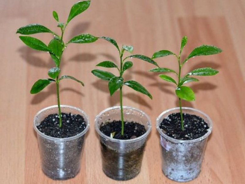 Citron ouzbek - différences et caractéristiques de la culture