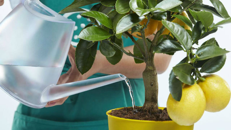 Citron ouzbek - différences et caractéristiques de la culture