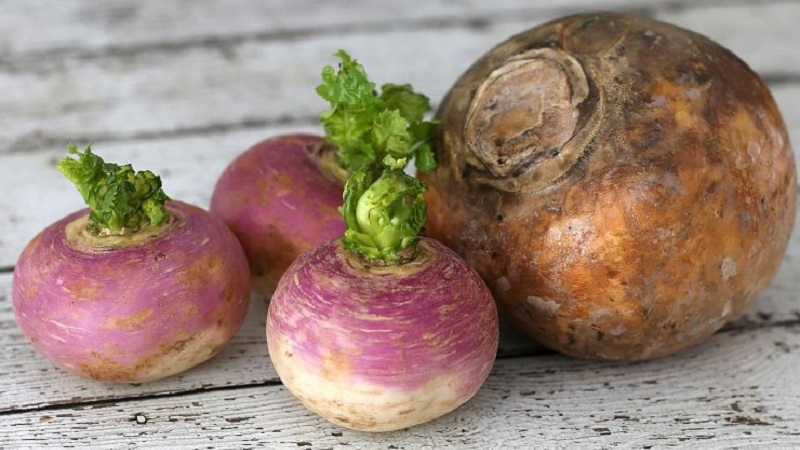 Quelle est la différence entre le rutabaga et le navet