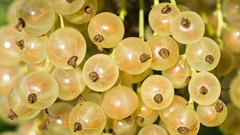 Groseille de Versailles - description et caractéristiques de la variété