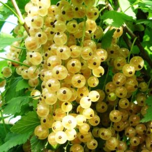 Groseille de Versailles - description et caractéristiques de la variété