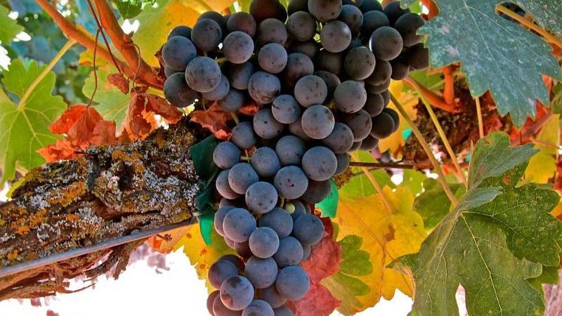 Célèbre cépage Tempranillo hypocalorique