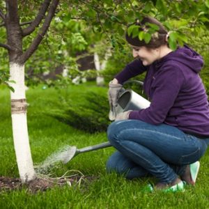 Variété de cerises précoces à haut rendement Malyshka