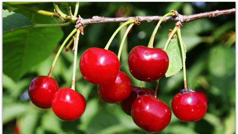Variété de cerises précoces à haut rendement Malyshka