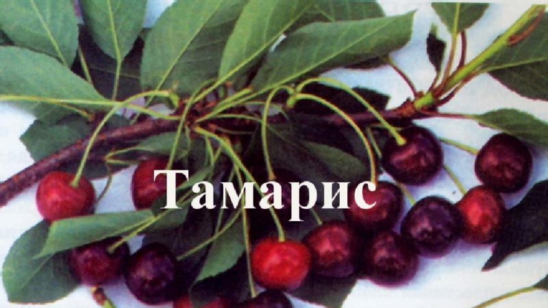 Cerise Tamaris résistante à la fructification rapide
