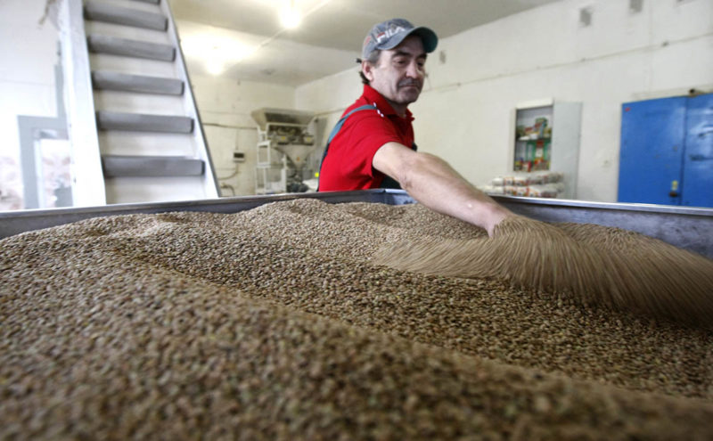 Tout sur le sarrasin: de quoi il s'agit et d'où il vient, histoire d'origine et évaluation de la qualité