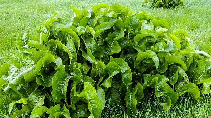 Tout sur le raifort: qu'est-ce que c'est, à quoi il ressemble et fleurit, quelle est la racine