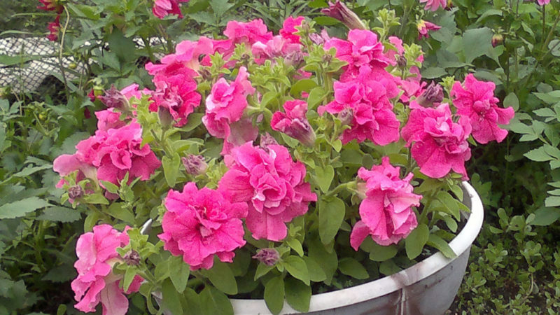 Description des variétés et caractéristiques de la culture du pétunia en éponge