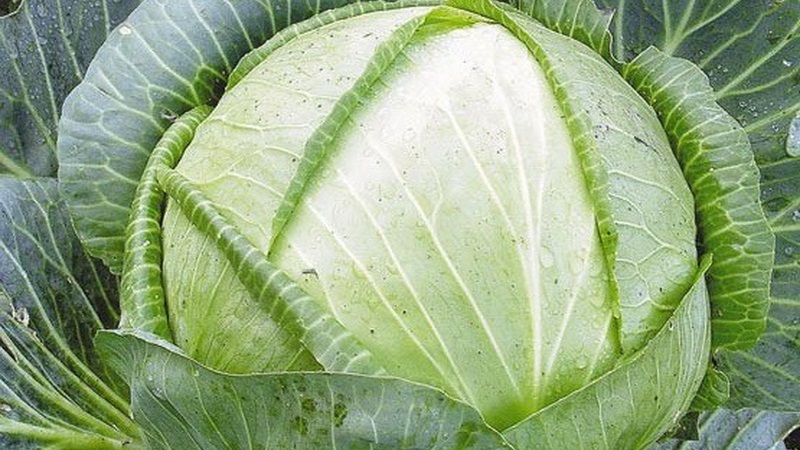 Variété de chou biélorusse à haut rendement: description et caractéristiques