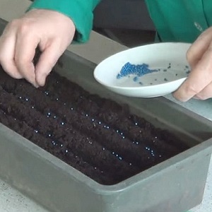 Variété populaire de chou Amager à haut rendement