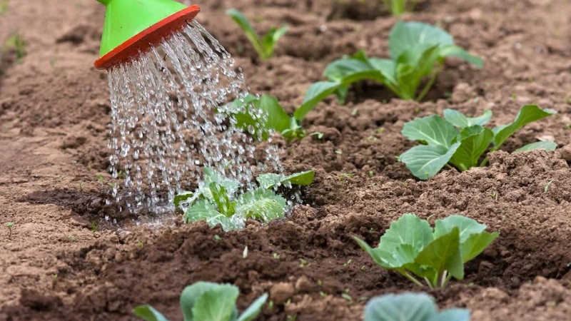 Caractéristiques de la plantation et de la culture d'un hybride de chou Rinda f1