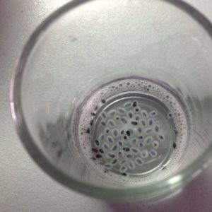 Est-il nécessaire de faire tremper les graines de basilic avant la plantation et comment bien le faire