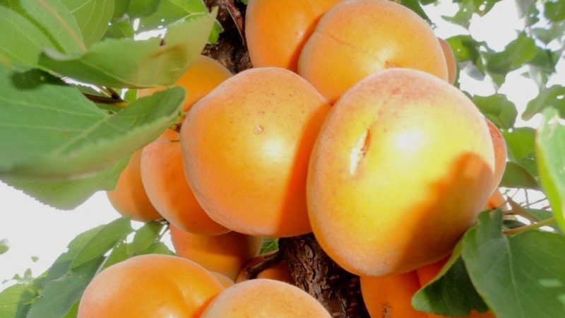 Variété de variétés d'abricot pour différentes régions