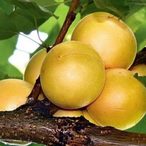 Variété de variétés d'abricot pour différentes régions