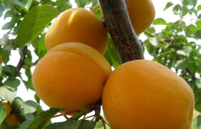 Variété de variétés d'abricot pour différentes régions