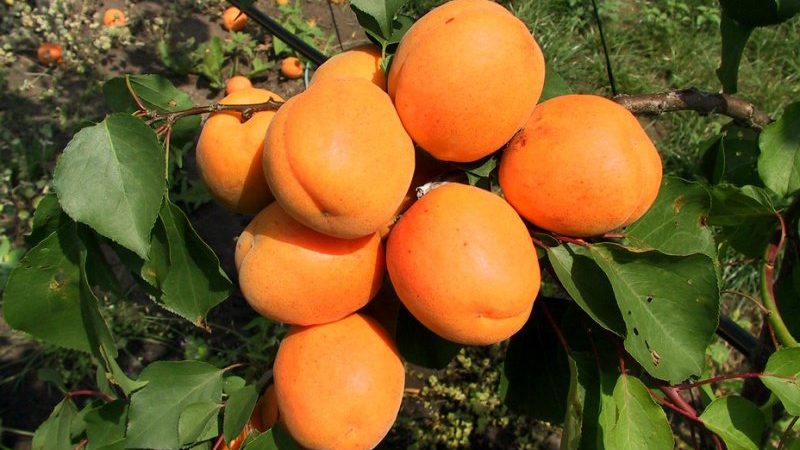 Variété de variétés d'abricot pour différentes régions