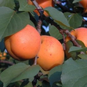 Variété de variétés d'abricot pour différentes régions