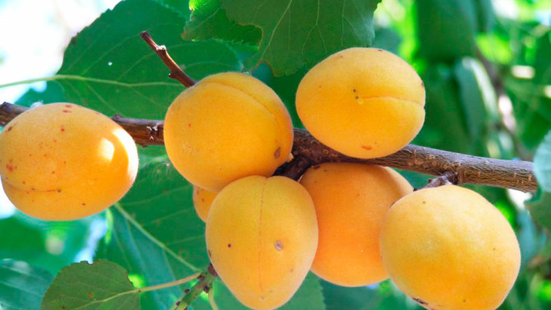 Variété de variétés d'abricot pour différentes régions