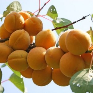 Variété de variétés d'abricot pour différentes régions