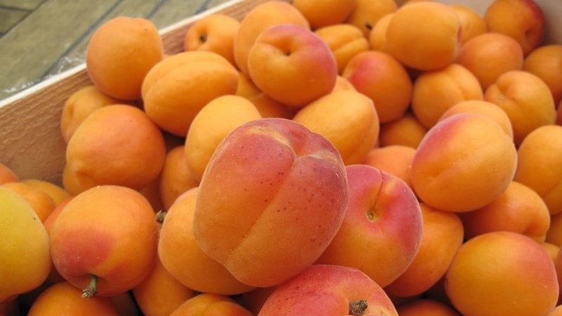 Variété de variétés d'abricot pour différentes régions