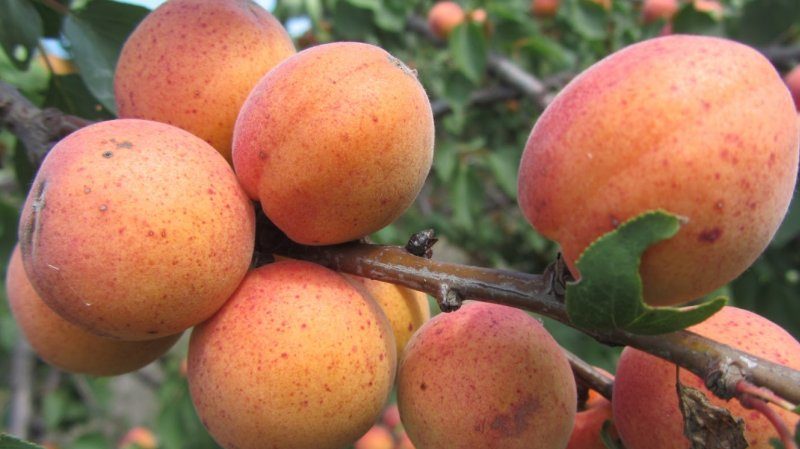 Variété de variétés d'abricot pour différentes régions