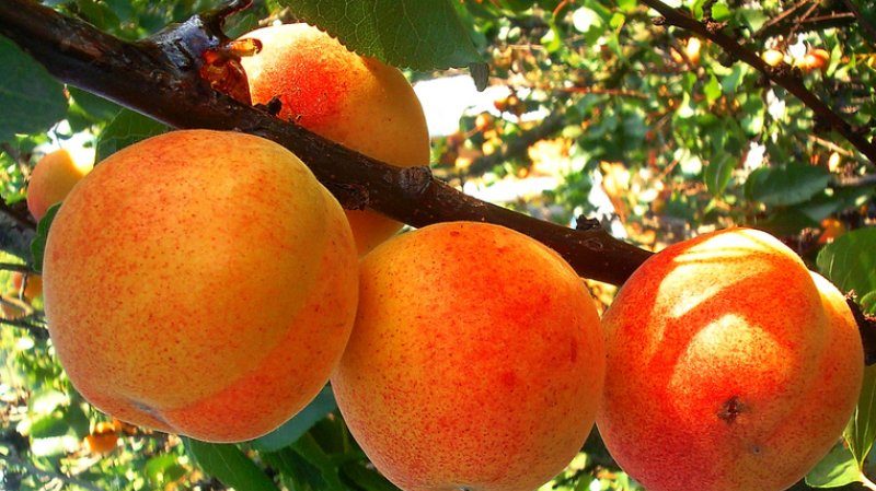 Variété de variétés d'abricot pour différentes régions