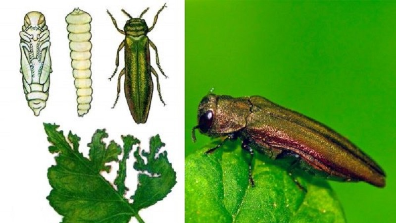 Que faire si la groseille sèche