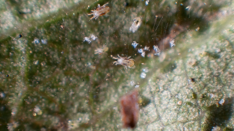 Que faire si la groseille sèche