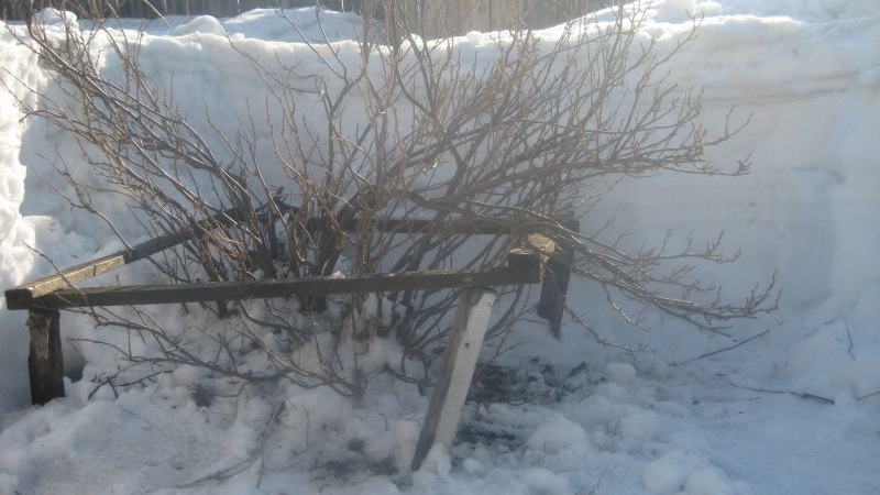 Que faire si la groseille sèche