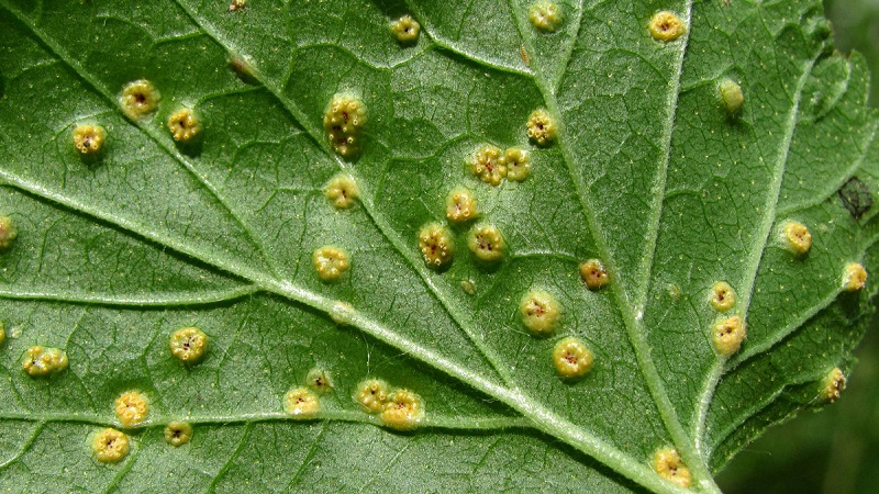 Que faire si la groseille sèche