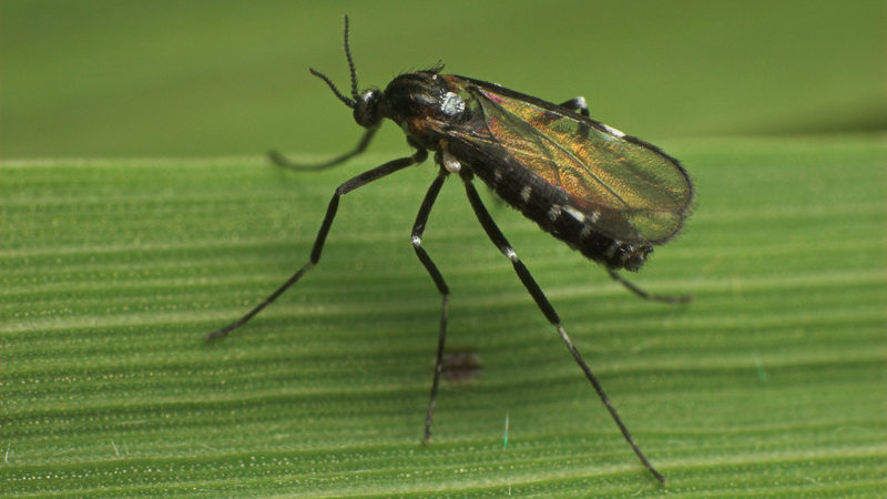 Pourquoi les groseilles sèchent avec les baies et que faire pour y remédier