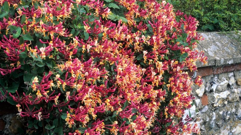 Où est le meilleur endroit pour planter le chèvrefeuille: à l'ombre ou au soleil, et par quels autres critères pour choisir un endroit