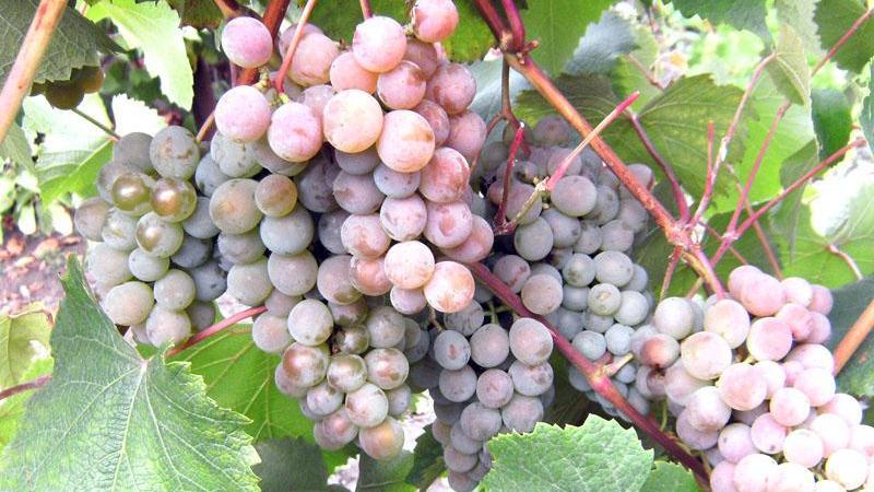 Caractéristiques et description des cépages précoces