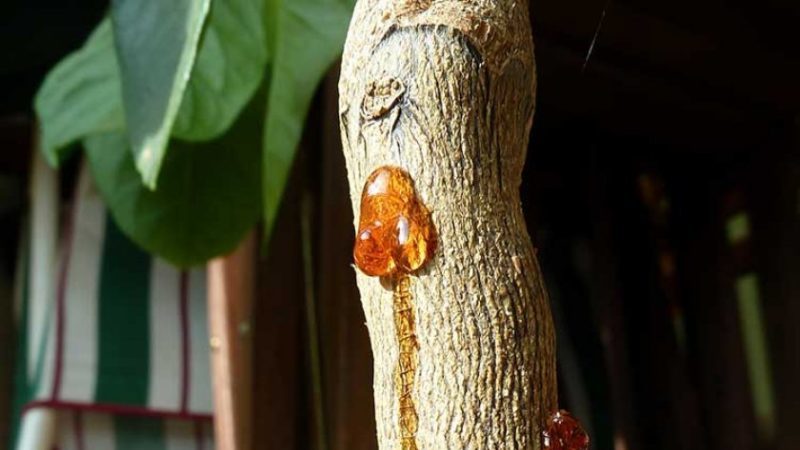 Comment traiter les maladies du citron maison