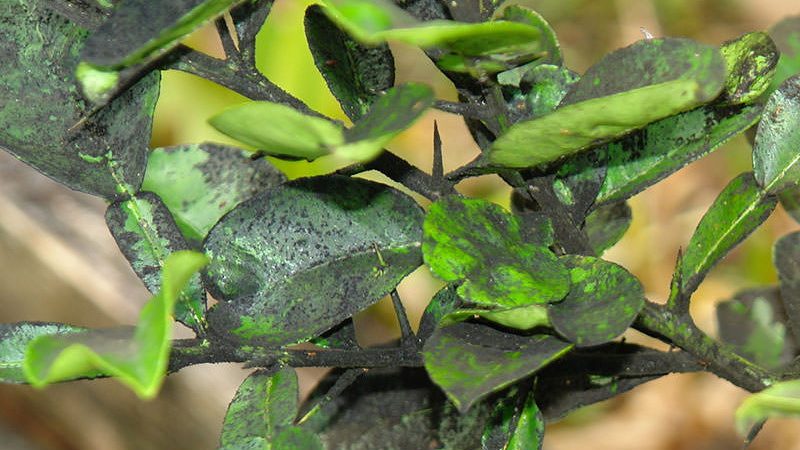Comment traiter les maladies du citron maison