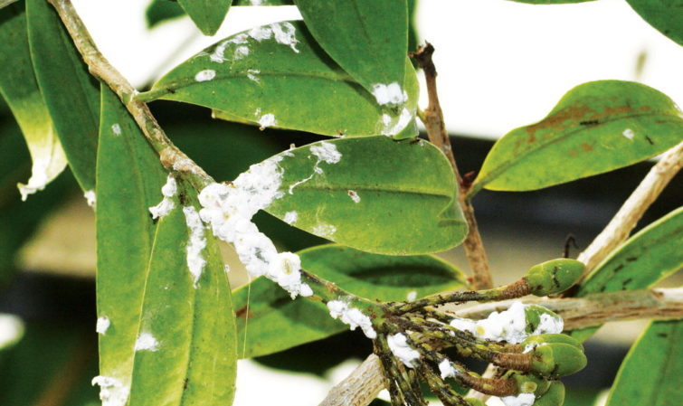 Comment traiter les maladies du citron maison