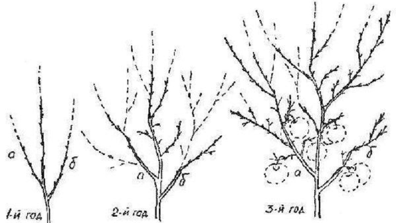 Comment tailler correctement les grenades dans le jardin et à la maison